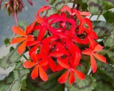 Dvärgpelargon, kruka, Friesdorf (Smålandspelargon)