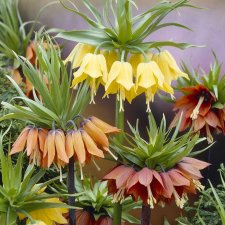 Kejsarkrona Fritillaria imperialis Mix 2st