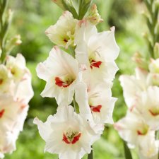 Gladiolus Candy Bar