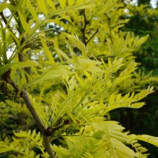 Gleditsia triacanthos Spectrum