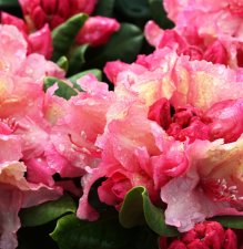 Rhododendron yak. Hachmann`s Brasilia, Rododendron, 40-50 C5