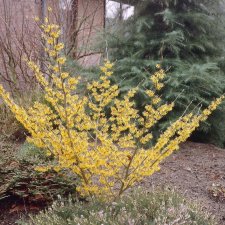 Hamamelis intermedia Pallida, Hybridtrollhassel