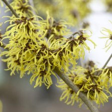 Hamamelis intermedia Westerstede