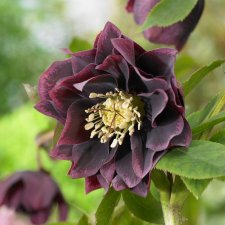 Helleborus x hybridus Double Ellen Purple, Hybridjulros, P9cm