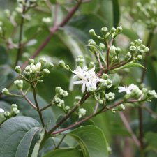 Heptacodium miconioides, Jasmintry, 30-40 C3