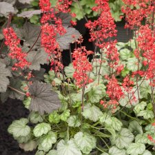 Heuchera hybr. Lipstick ®, Alunrot