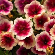 Petunia x hybrida Fun House™ Peach Melba
