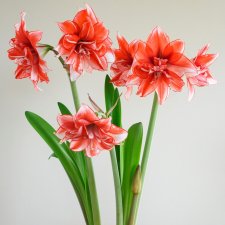 Amaryllis Flamed Amadeus ®