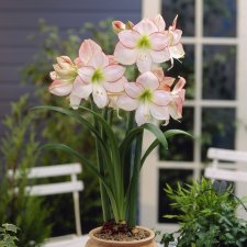 Amaryllis Picotee ®