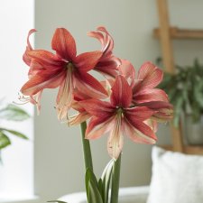 Hippeastrum Pink Amazon ®