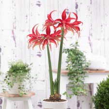 Spindelamaryllis Quito ®