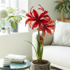 Amaryllis Red Amazone ®