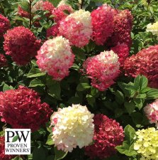 Hydrangea paniculata Little Lime ® Punch, Syrénhortensia, busk C5