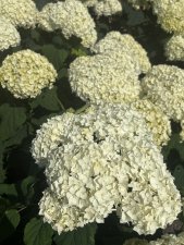 Hydrangea arborescens FlowerWOW ®, Vidjehortensia