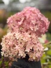 Hydrangea arborescens Magical ® Dark Pink, Vidjehortensia