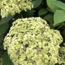 Hydrangea arborescens Sublime Annabelle ®