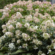 Hydrangea involucrata