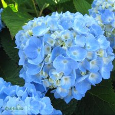 Hydrangea macrophylla Endless Summer ® The Original ®, Hortensia, C5