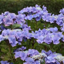 Hydrangea macrophylla Blaumeise, Hortensia