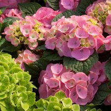 Hydrangea macrophylla Endless Summer ® Bloomstar ®, Hortensia, C5