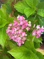 Hydrangea macrophylla Magical Farfalla Hortmafarfa, Trädgårdshortensia
