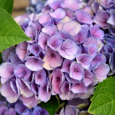Hydrangea macrophylla Magical Four Seasons ®