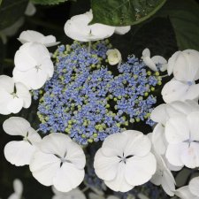 Hydrangea macrophylla Mariesii Grandiflora