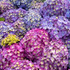 Hydrangea macrophylla Endless Summer ® Summer Love ™, Hortensia, C5