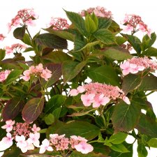 Hydrangea serrata Magic Pillow ®