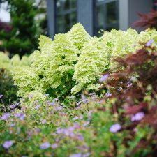 Hydrangea paniculata Magical Lime Sparkle ®