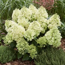 Hydrangea paniculata Bee Happy ®