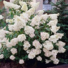Hydrangea paniculata Grandiflora, Syrénhortensia