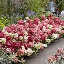 Hydrangea paniculata Groundbreaker ® Ruby
