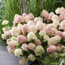 Hydrangea paniculata Living Little Love ®, Vipphortensia