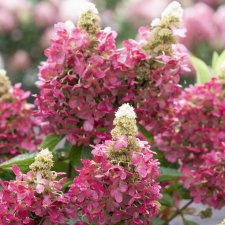 Hydrangea paniculata Magical Vesuvio ®