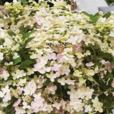 Hydrangea paniculata Switch Ophelia ®