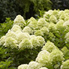 Hydrangea paniculata Whitelight ®, Syrenhortensia