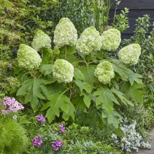Hydrangea quercifolia Tara