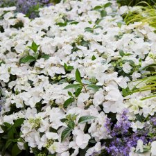 Hydrangea Runaway Bride ® Snow White, Hortensia