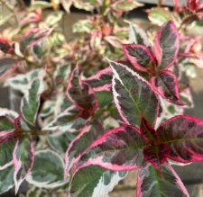 Hydrangea serrata Euphoria Pink