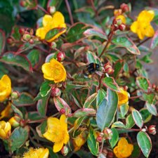 Hypericum x moserianum Tricolor
