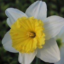 Narcissus inco. Ice Follies