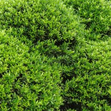 Ilex crenata Stokes, Japansk Järnek