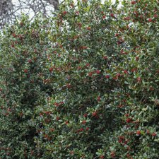 Ilex Nellie R. Stevens