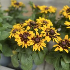 Rudbeckia 17cm