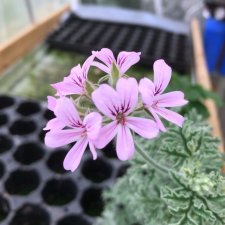 Doftpelargon Lady Plymouth (Fru Westerlund), kruka