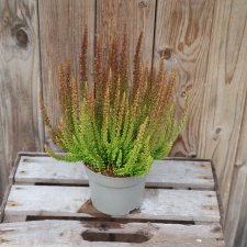 Calluna Sunset Zorina