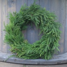 Krans Kryptomeria 35cm