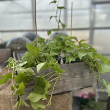 Ipomoea batatas SolarTower Lime