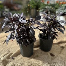 Ipomoea batatas Solarpower Black